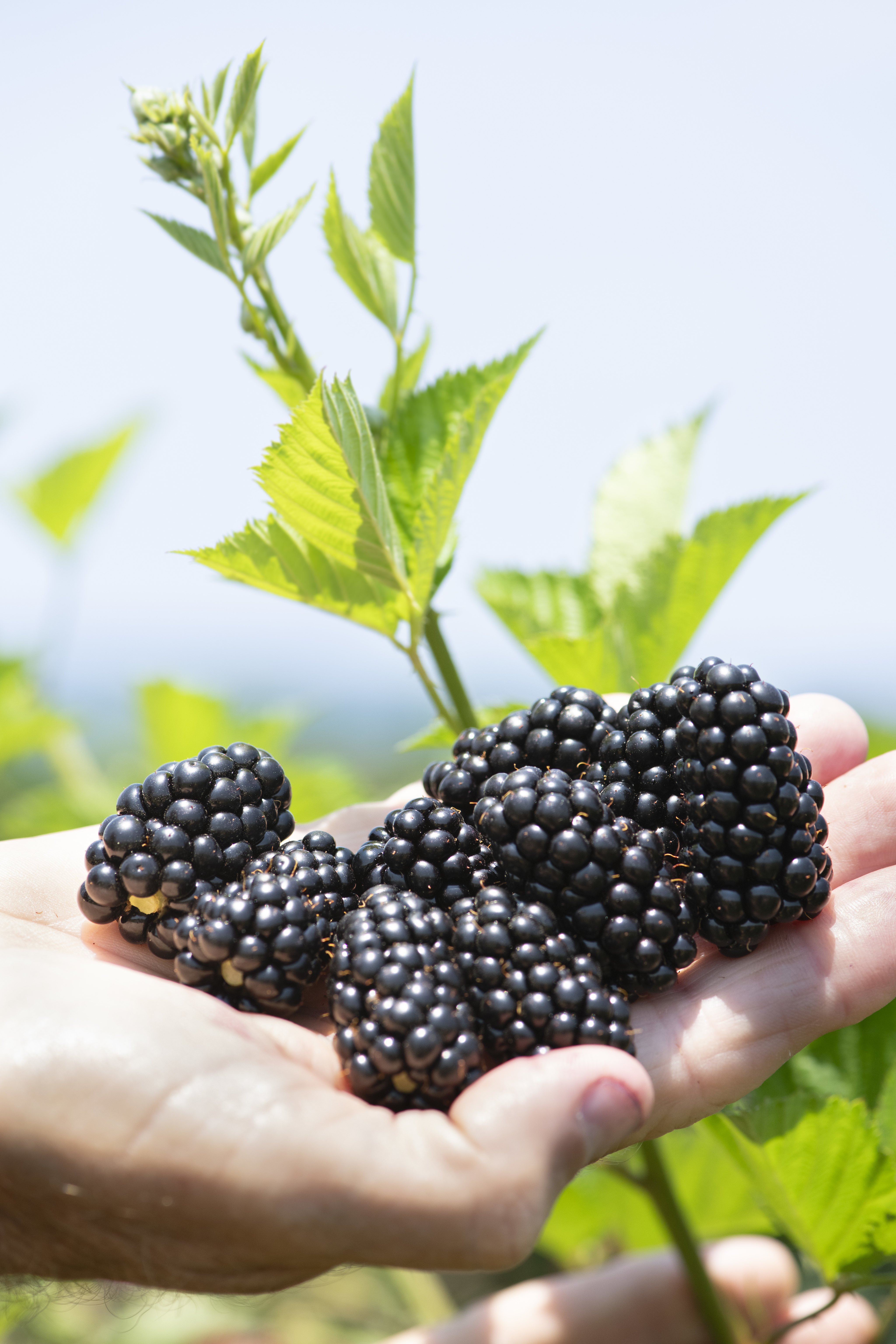 Prime-Ark Horizon Blackberry